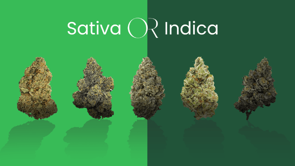 Cannabis flower buds displayed under the heading “Sativa OR Indica,” with buds arranged across contrasting green backgrounds. - Scarlet Fire Cannabis Co.