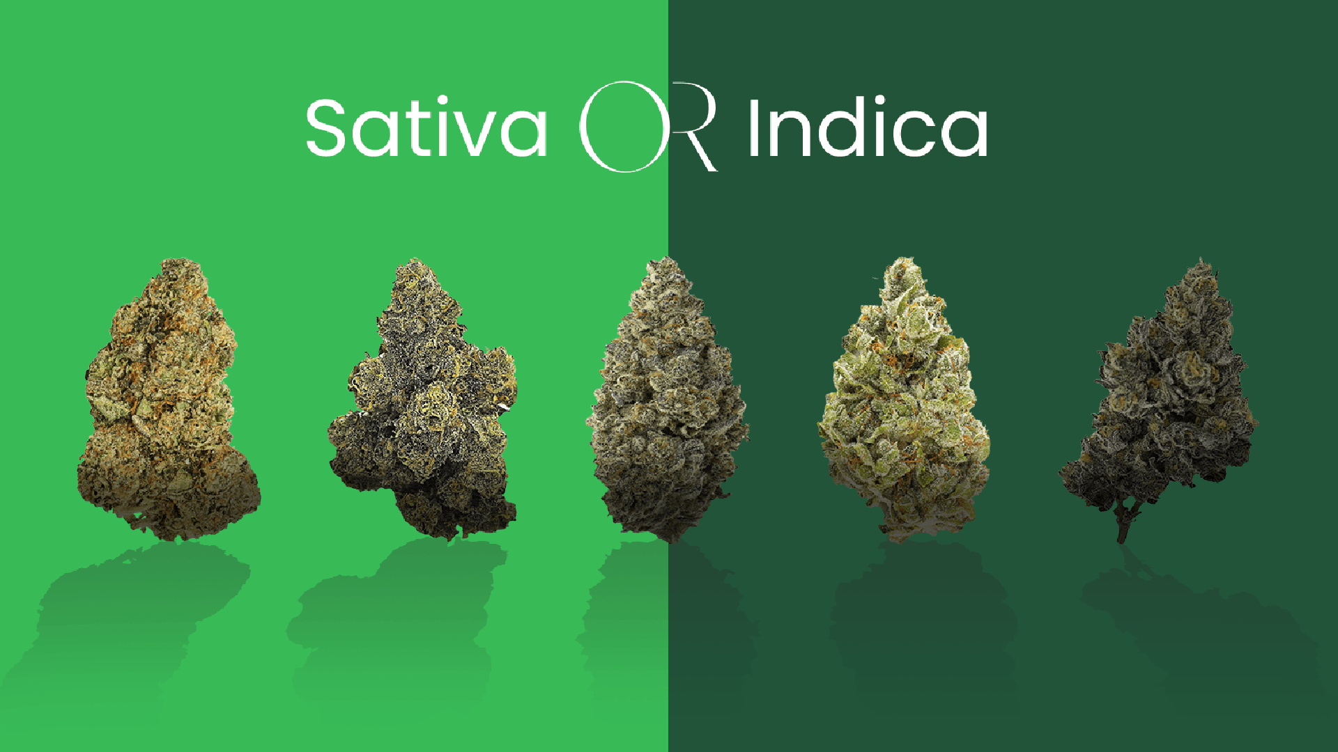 Cannabis flower buds displayed under the heading “Sativa OR Indica,” with buds arranged across contrasting green backgrounds. - Scarlet Fire Cannabis Co.